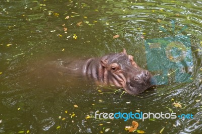 Hippopotamus Swimming In Water Stock Photo