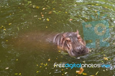 Hippopotamus Swimming In Water Stock Photo