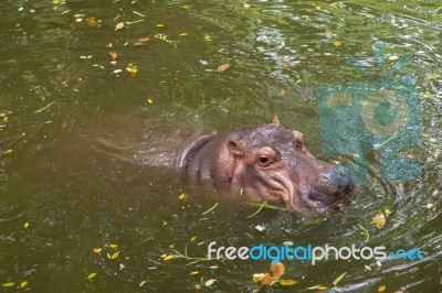 Hippopotamus Swimming In Water Stock Photo