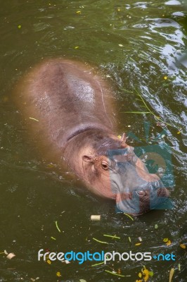 Hippopotamus Swimming In Water Stock Photo