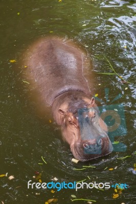 Hippopotamus Swimming In Water Stock Photo