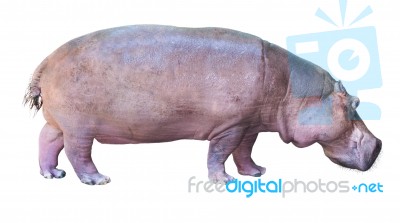 Hippos Isolated On White Stock Photo