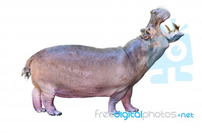 Hippos Isolated On White Stock Photo