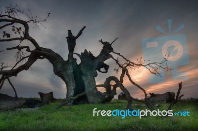 Hit By A Thunder Stock Photo