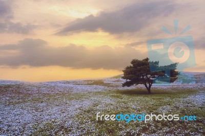 Hitachi Ibaraki Seaside Park Japan Stock Photo