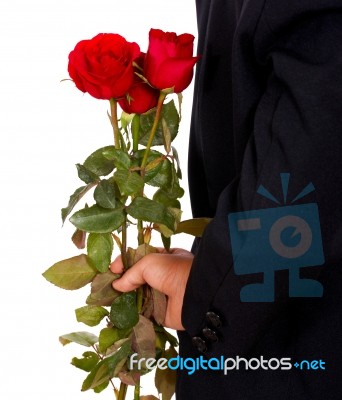 Holding Red Rose Stock Photo