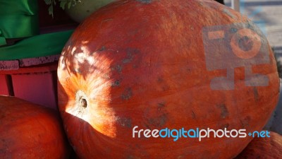 Holloween Day Stock Photo