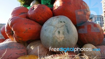 Holloween Day Stock Photo