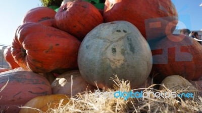 Holloween Day Stock Photo