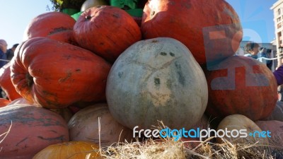 Holloween Day Stock Photo