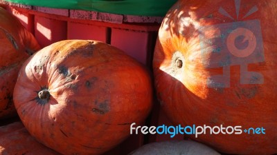 Holloween Day Stock Photo