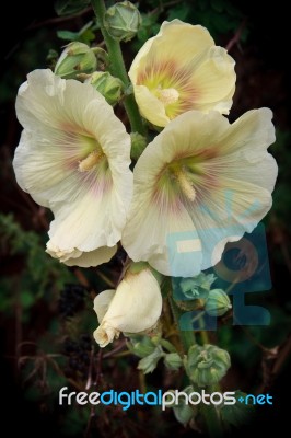 Hollyhock Alcea Flowering In Happisburgh Norfolk Stock Photo