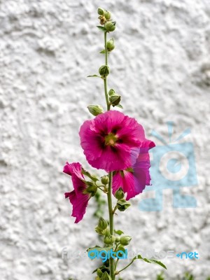 Hollyhock (alcea) Flowering In Southwold Suffolk Stock Photo