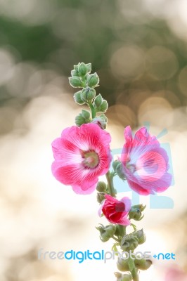 Hollyhock Flower Stock Photo