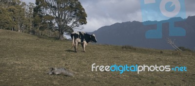 Holstein Fresian Cow Stock Photo