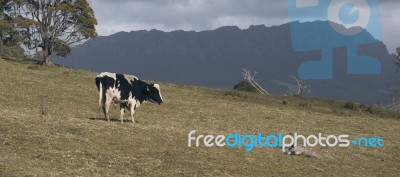 Holstein Fresian Cow Stock Photo