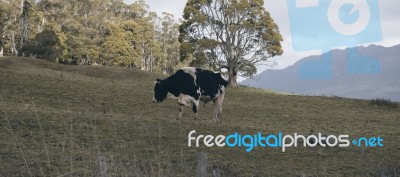 Holstein Fresian Cow Stock Photo