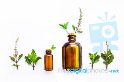 Holy Basil  Essential Oil In A Glass Bottle With Fresh Holy Basi… Stock Photo