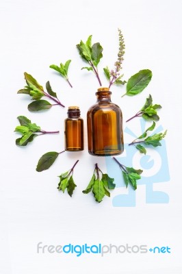 Holy Basil  Essential Oil In A Glass Bottle With Fresh Holy Basi… Stock Photo