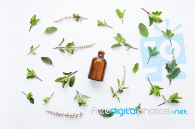 Holy Basil  Essential Oil In A Glass Bottle With Fresh Holy Basi… Stock Photo