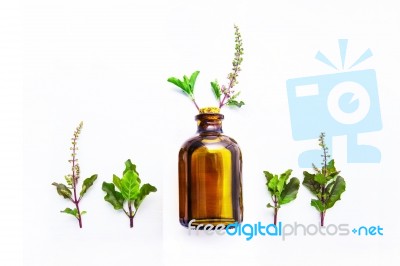 Holy Basil  Essential Oil In A Glass Bottle With Fresh Holy Basi… Stock Photo