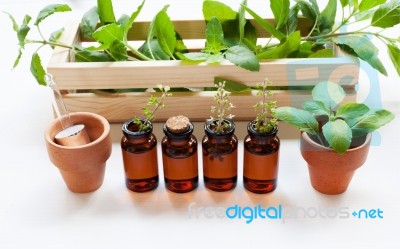 Holy Basil Essential Oil In A Glass Bottle With Fresh Holy Basil… Stock Photo