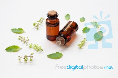 Holy Basil Essential Oil In A Glass Bottle With Fresh Holy Basil… Stock Photo