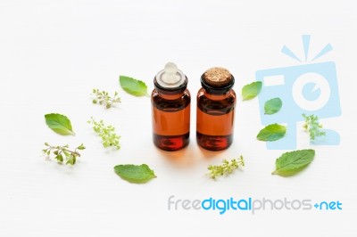 Holy Basil Essential Oil In A Glass Bottle With Fresh Holy Basil… Stock Photo