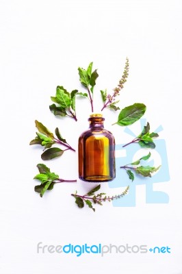 Holy Basil Essential Oil In A Glass Bottle With Fresh Holy Basil… Stock Photo