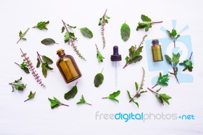 Holy Basil Essential Oil In A Glass Bottle With Fresh Holy Basil… Stock Photo