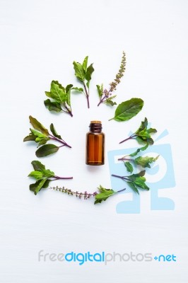 Holy Basil Essential Oil In A Glass Bottle With Fresh Holy Basil… Stock Photo