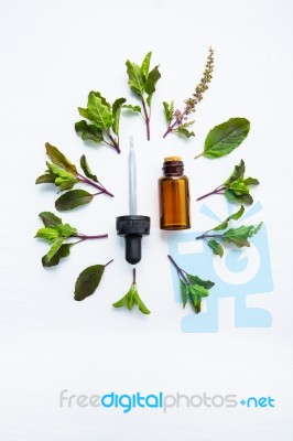 Holy Basil Essential Oil In A Glass Bottle With Fresh Holy Basil… Stock Photo