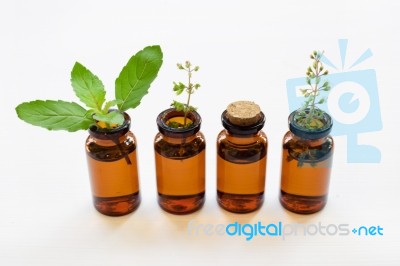 Holy Basil Essential Oil In A Glass Bottle With Fresh Holy Basil… Stock Photo