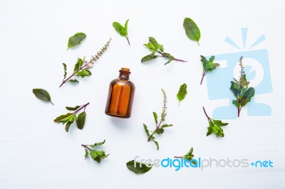 Holy Basil Essential Oil In A Glass Bottle With Fresh Holy Basil… Stock Photo