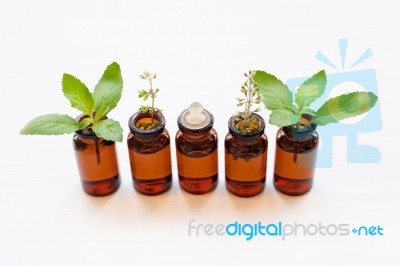 Holy Basil Essential Oil In A Glass Bottle With Fresh Holy Basil… Stock Photo