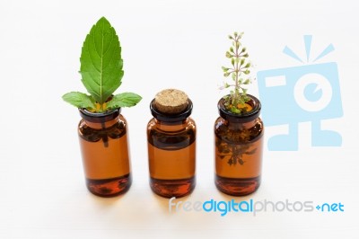 Holy Basil Essential Oil In A Glass Bottle With Fresh Holy Basil… Stock Photo