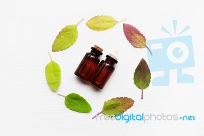 Holy Basil Essential Oil With  Colorful Leaves Stock Photo