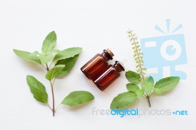 Holy Basil Essential Oil With  Fresh Leaves Stock Photo