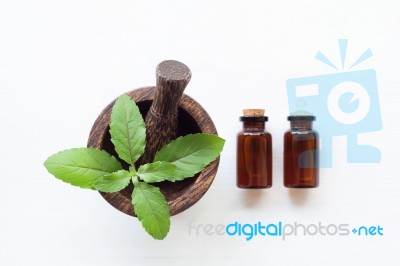 Holy Basil Essential Oil With  Fresh Leaves Stock Photo