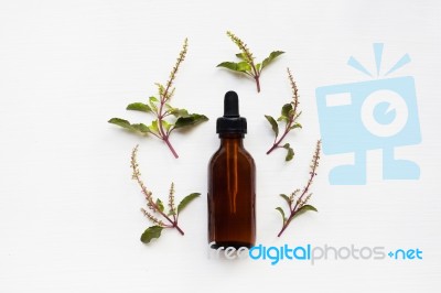 Holy Basil Essential Oil With  Fresh Leaves Stock Photo