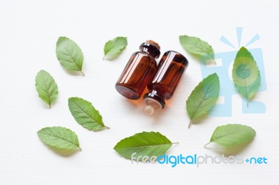 Holy Basil Essential Oil With  Fresh Leaves Stock Photo