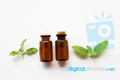 Holy Basil Essential Oil With  Fresh Leaves Stock Photo