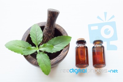 Holy Basil Essential Oil With  Fresh Leaves Stock Photo