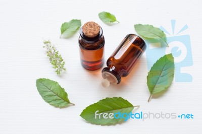 Holy Basil Essential Oil With  Fresh Leaves Stock Photo