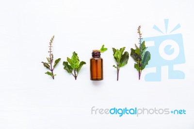 Holy Basil Essential, With Holy Basil  Leaves  On White Wooden B… Stock Photo