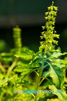 Holy Basil Flower Stock Photo