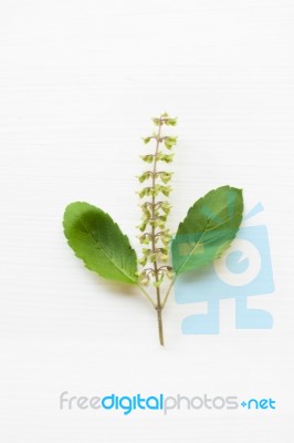 Holy Basil Fresh Leaves Stock Photo