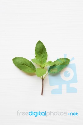 Holy Basil Fresh Leaves Stock Photo