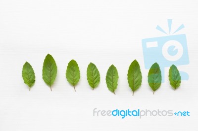 Holy Basil Fresh Leaves Stock Photo