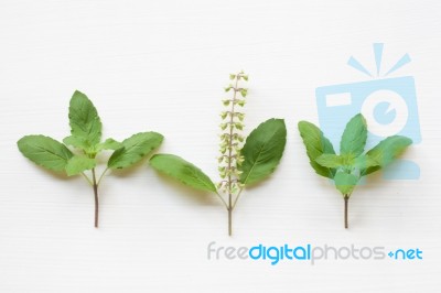 Holy Basil Fresh Leaves Stock Photo